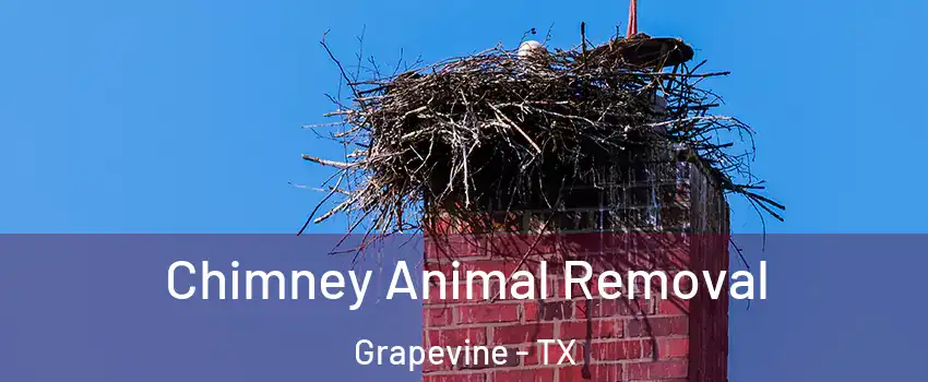 Chimney Animal Removal Grapevine - TX