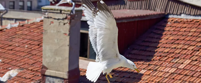Residential Chimney Animal Removal Solution in Grapevine, TX
